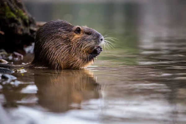 Ποταμός Nutria Στο Νερό Στο Πάρκο Της Φύσης — Φωτογραφία Αρχείου