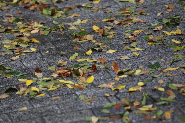 Yağmurlu bir günde yapraklar yere düşüyor.