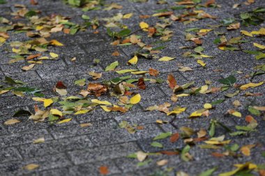 Yağmurlu bir günde yapraklar yere düşüyor.