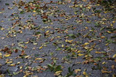 Yağmurlu bir günde yapraklar yere düşüyor.