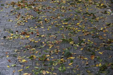 Yağmurlu bir günde yapraklar yere düşüyor.