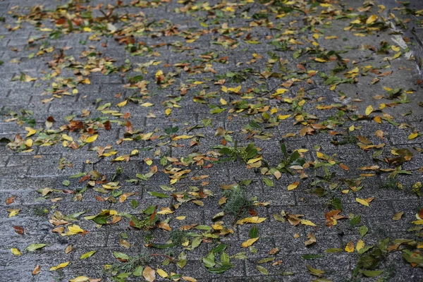 Листья Падают Землю Дождливый День — стоковое фото