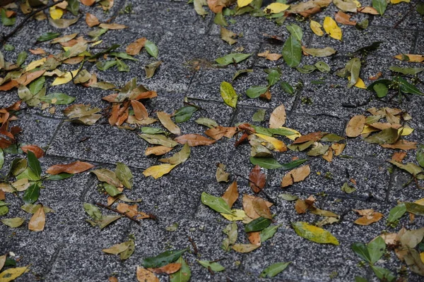 Bladeren Vallen Grond Een Regenachtige Dag — Stockfoto