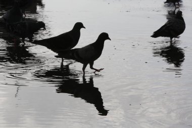 Yağmurlu bir günde ıslak bir sokakta duran kuşlar. Bulanık arkaplan 