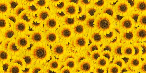 Vista Superior Flores Patrón Textura Sobre Fondo — Foto de Stock