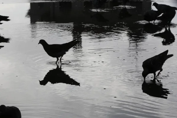 雨の日にはぬれた通りに鳥が立っている 背景がぼやけて — ストック写真