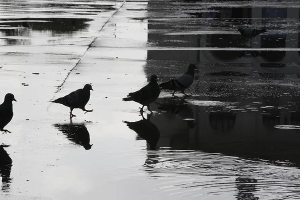 Pássaros Numa Rua Molhada Num Dia Chuvoso Fundo Desfocado — Fotografia de Stock