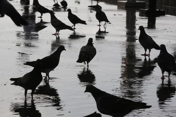 Ptaki Stojące Mokrej Ulicy Deszczowe Dni Niewyraźne Tło — Zdjęcie stockowe