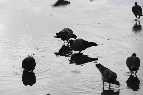 Vogels Die Een Natte Straat Staan Een Regenachtige Dag Wazige — Stockfoto