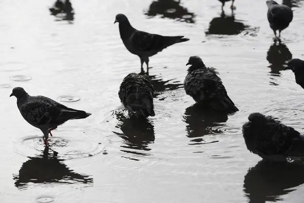 Ptáci Stojí Mokré Ulici Deštivém Dni Rozmazané Pozadí — Stock fotografie
