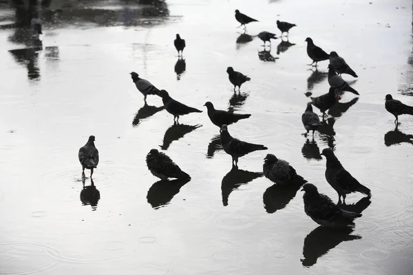 Ptáci Stojí Mokré Ulici Deštivém Dni Rozmazané Pozadí — Stock fotografie