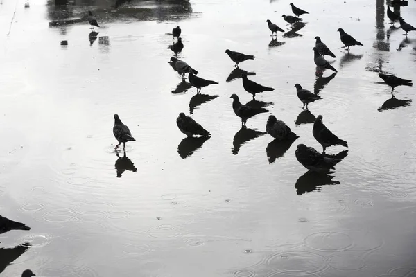 Птицы Стоят Мокрой Улице Дождливый День Размытый Фон — стоковое фото