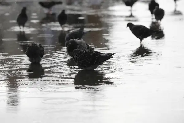 비오는 새들이 거리에 있습니다 배경이 흐릿하다 — 스톡 사진