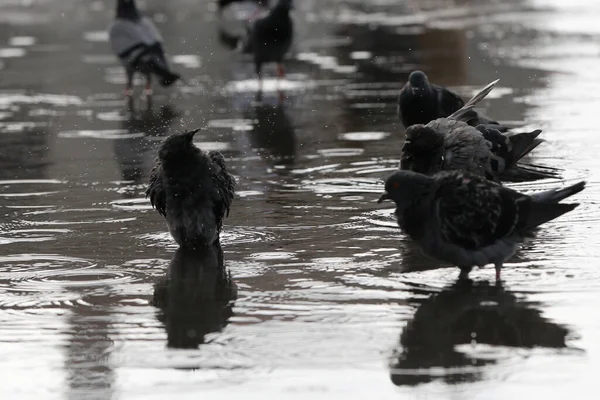 비오는 새들이 거리에 있습니다 배경이 흐릿하다 — 스톡 사진