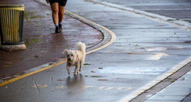 Sokak Köpeği Yürüyüşü 