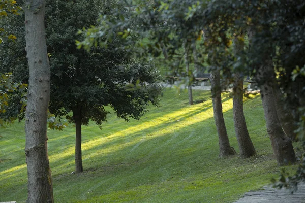 Vista Frontale Alberi Remi Prati Sfondo — Foto Stock