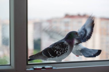Ön manzara güvercin kuşu pencerede duruyor