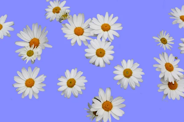 Daisies Standing Isolated Backgroun — Stock Photo, Image