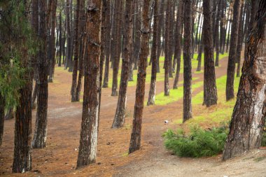 Ön görünüm ıslak ağaç arkaplanı