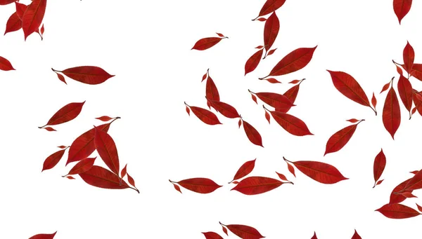 Rode Bladeren Geïsoleerde Witte Achtergrond — Stockfoto