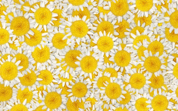 Top View Daisy Texture Background — Stock Photo, Image