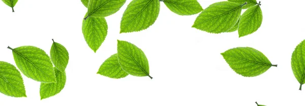 Zole Edilmiş Beyaz Arkaplanda Yeşil Yapraklar — Stok fotoğraf