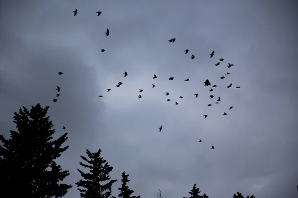 Gros Plan Silhouettes Oiseaux Backgroun — Photo