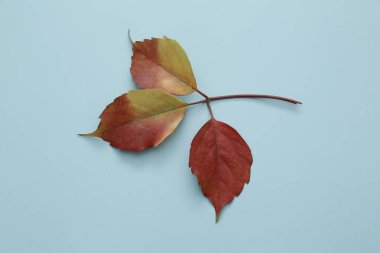İzole edilmiş arkaplanda kırmızı yapraklar 