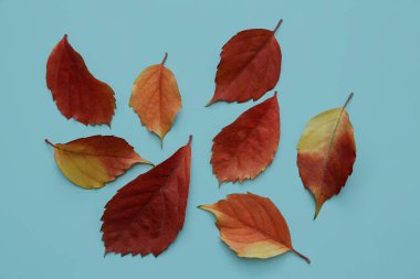İzole edilmiş arkaplanda kırmızı yapraklar 