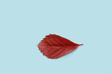 İzole edilmiş arkaplanda kırmızı yapraklar 