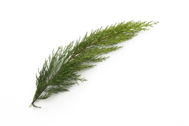 İzole edilmiş beyaz arkaplanda çam ağacı yaprakları