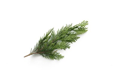 İzole edilmiş beyaz arkaplanda çam ağacı yaprakları