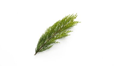 İzole edilmiş beyaz arkaplanda çam ağacı yaprakları