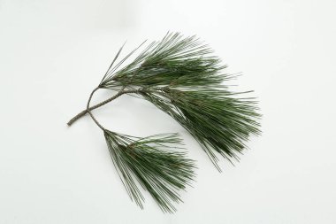 İzole edilmiş beyaz arkaplanda çam ağacı yaprakları