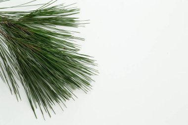 İzole edilmiş beyaz arkaplanda çam ağacı yaprakları