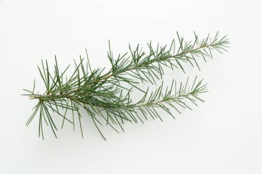 İzole edilmiş beyaz arkaplanda çam ağacı yaprakları