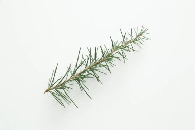 İzole edilmiş beyaz arkaplanda çam ağacı yaprakları