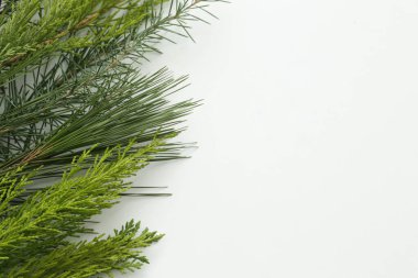 İzole edilmiş beyaz arkaplanda çam ağacı yaprakları