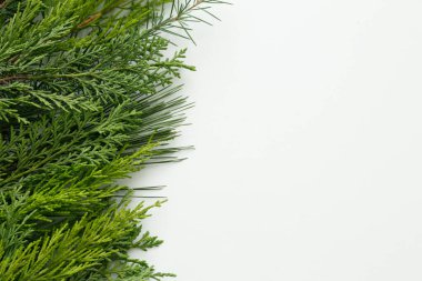 İzole edilmiş beyaz arkaplanda çam ağacı yaprakları