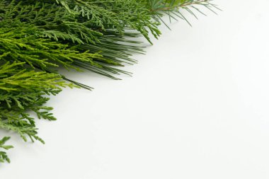 İzole edilmiş beyaz arkaplanda çam ağacı yaprakları