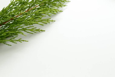 İzole edilmiş beyaz arkaplanda çam ağacı yaprakları