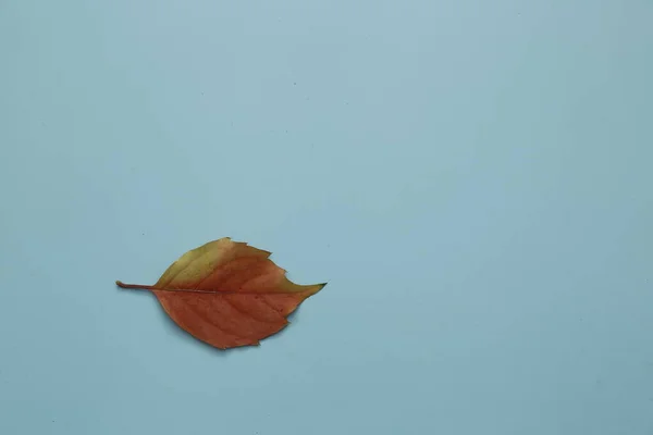 Rote Blätter Auf Isoliertem Hintergrund — Stockfoto