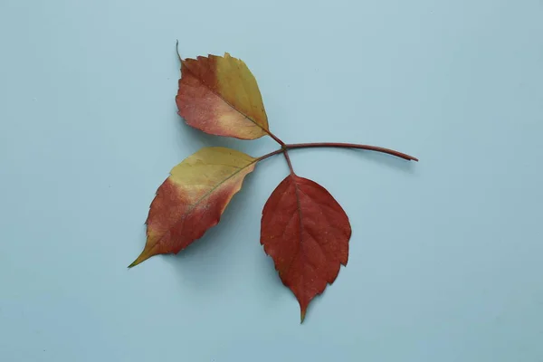 Zole Edilmiş Arkaplanda Kırmızı Yapraklar — Stok fotoğraf