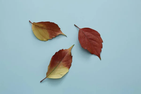 Красные Листья Изолированном Фоне — стоковое фото