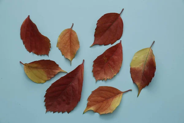Красные Листья Изолированном Фоне — стоковое фото