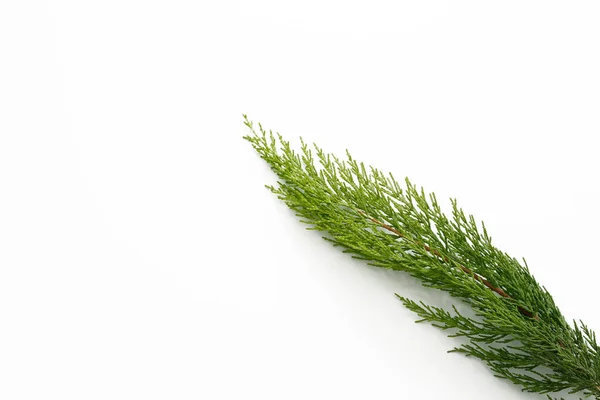 Pine Tree Leaves Isolated White Background — Stock Photo, Image