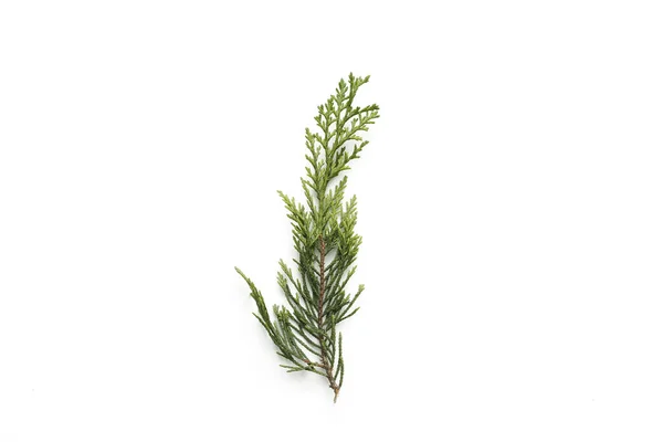 Pine Tree Leaves Isolated White Background — Stock Photo, Image