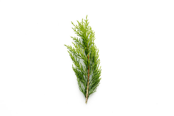 pine tree leaves on isolated white background