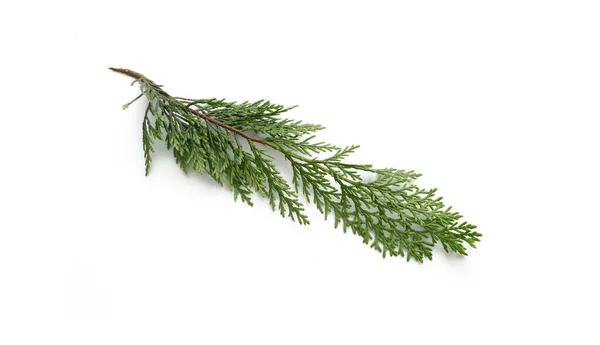 Pine Tree Leaves Isolated White Background — Stock Photo, Image