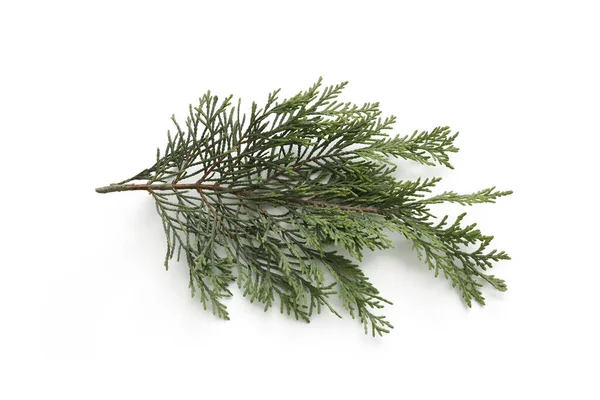 Pine Tree Leaves Isolated White Background — Stock Photo, Image